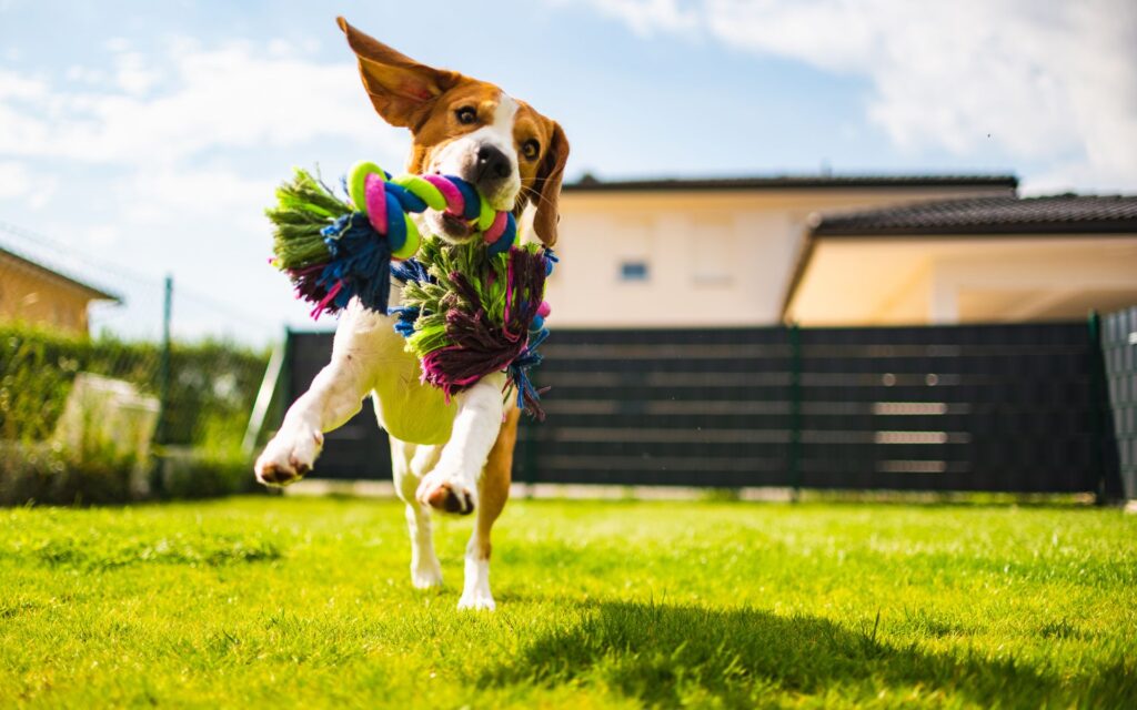 brinquedo para cachorro