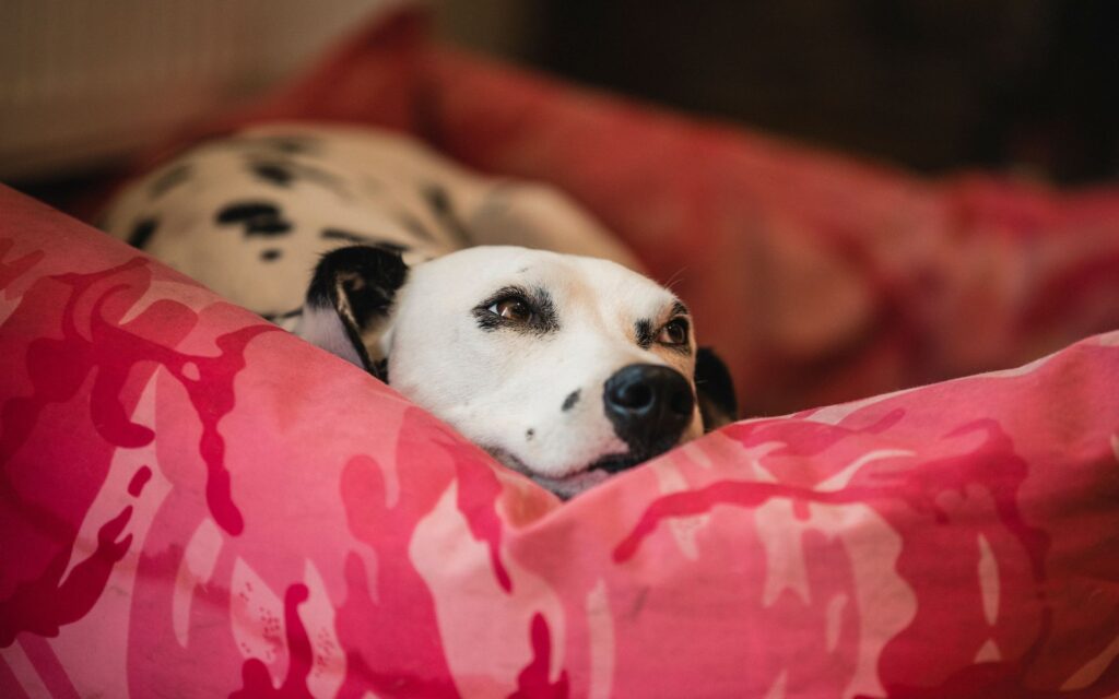 cama para cachorro g