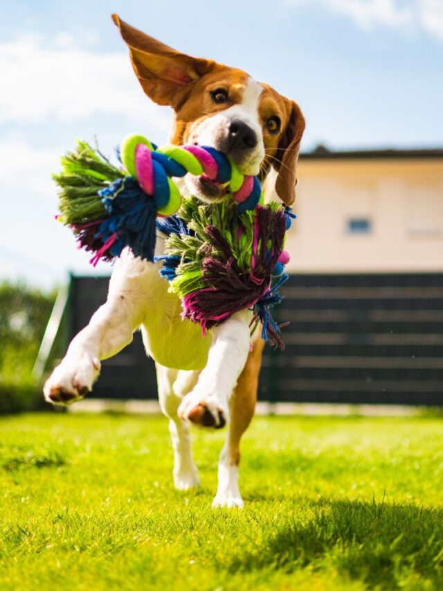 Brinquedo para cachorro