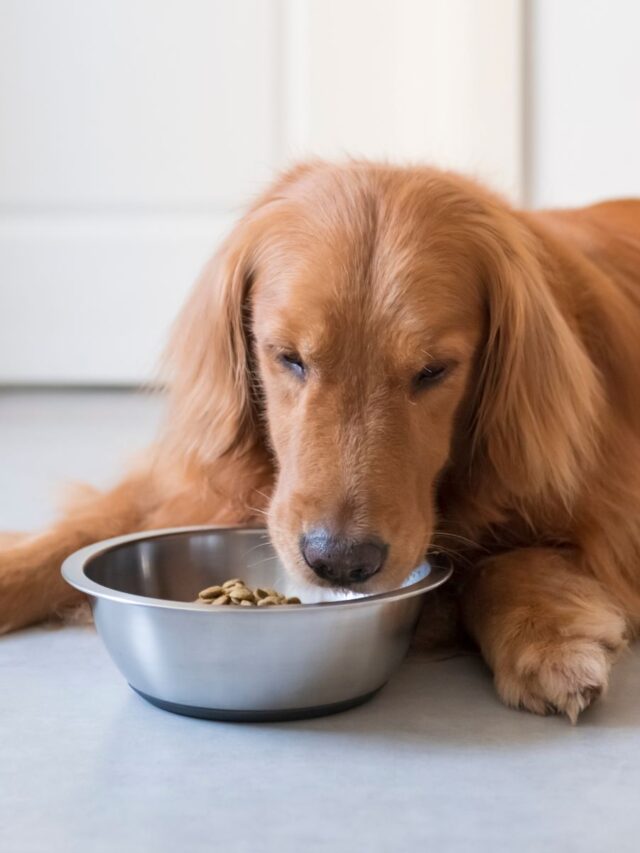 planejamento alimentar para seu cachorro