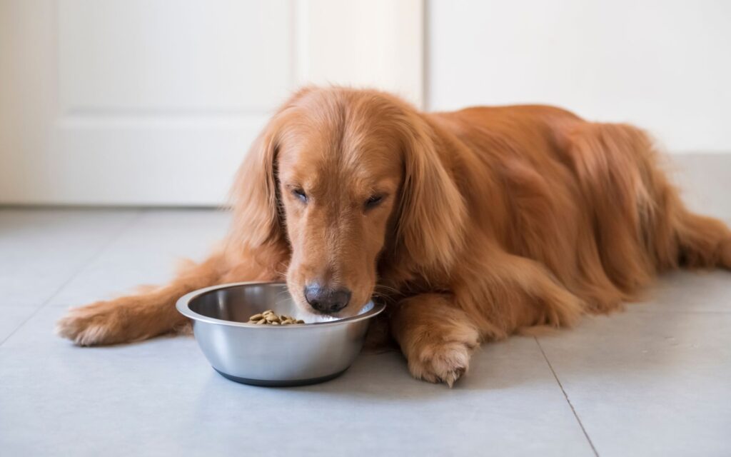 Planejamento alimentar para seu cachorro