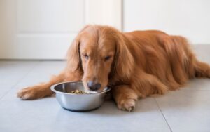 Planejamento alimentar para seu cachorro