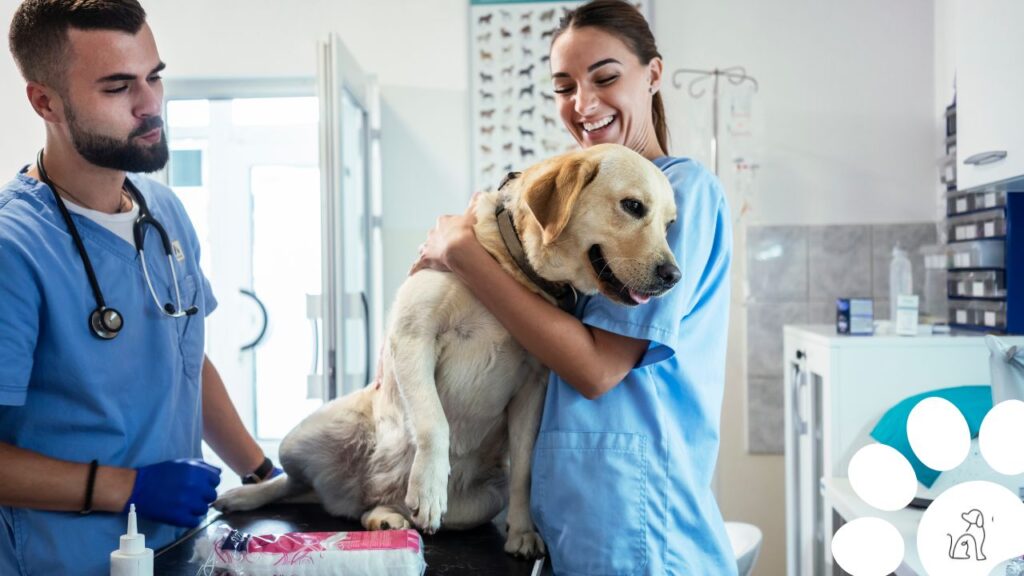 seguros para cachorros