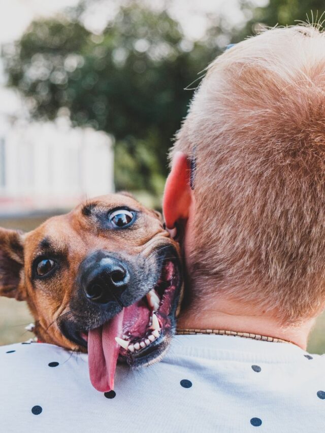 Mês do cachorro louco