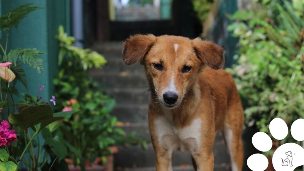 dia do cachorro vira-lata