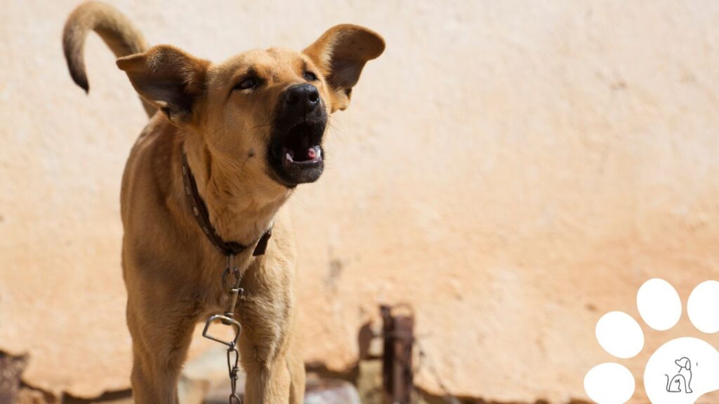 dia do cachorro vira-lata