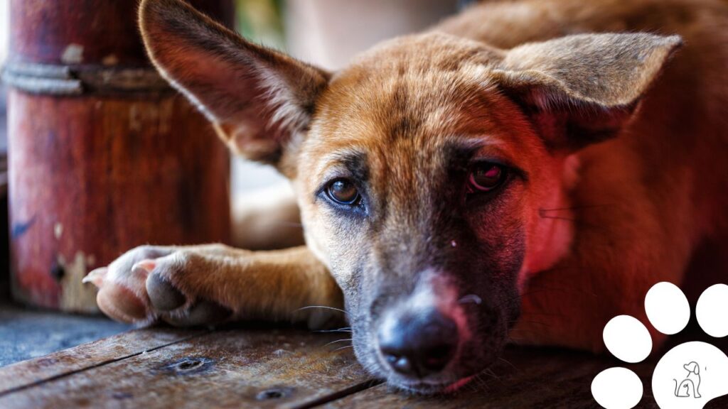 dia do cachorro vira-lata