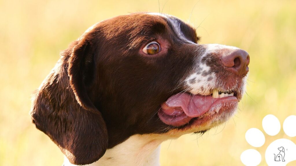 mês do cachorro louco