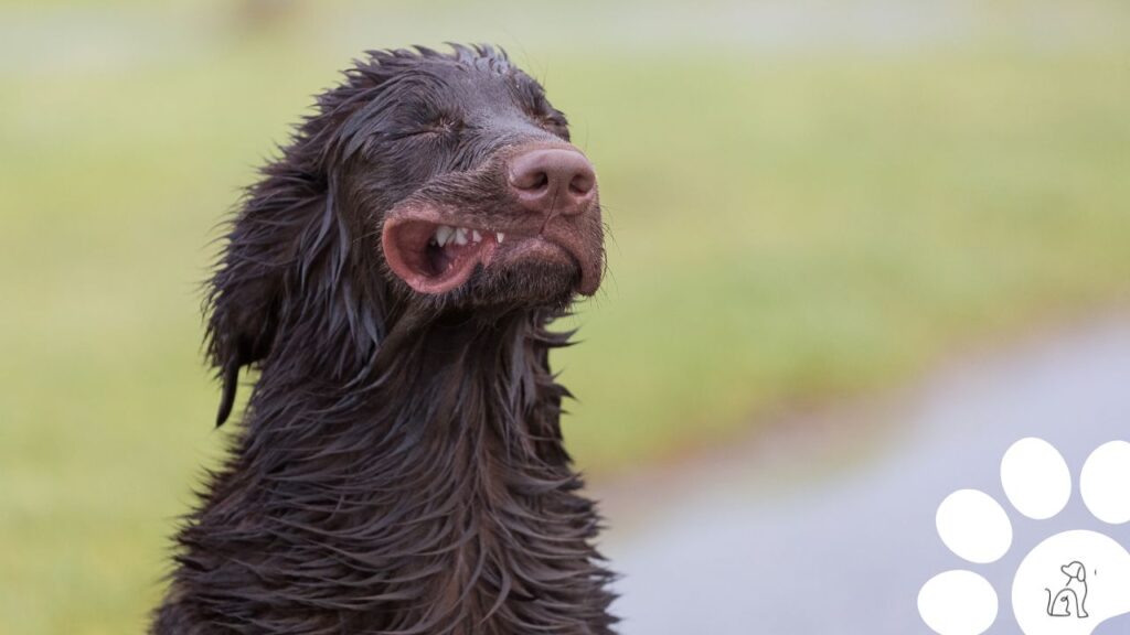 mês do cachorro louco