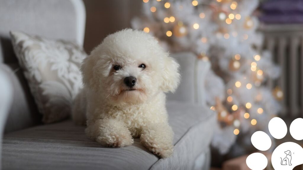 cachorros pequenos para apartamento