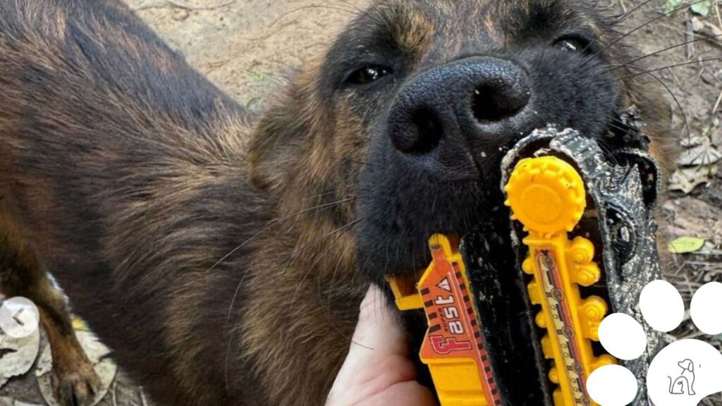 Cachorra de rua pede comida