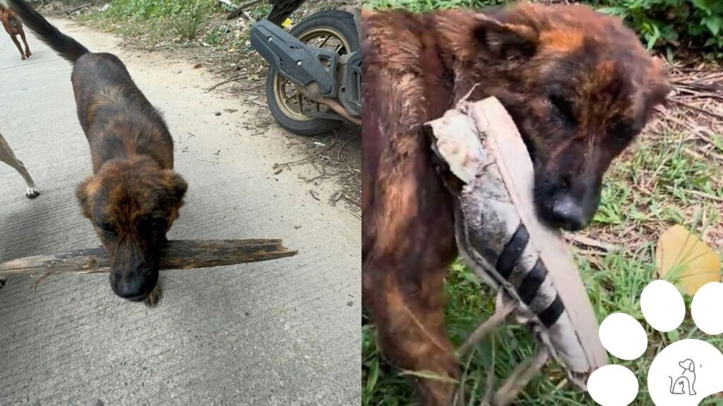 Cachorra de rua pede comida