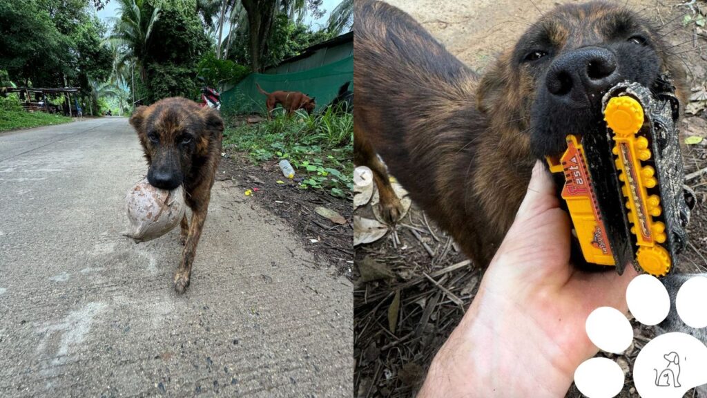 Cachorra de rua pede comida