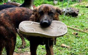 Cachorra de rua pede comida