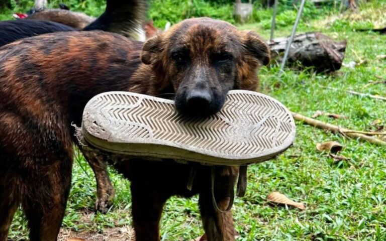 Cachorra de rua pede comida