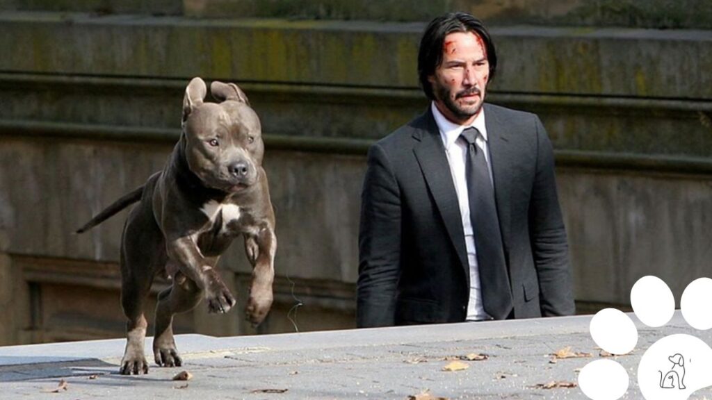 cachorro de John Wick II