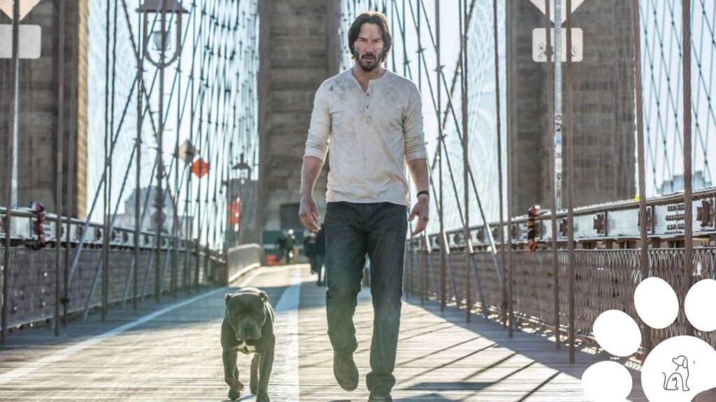 cachorro de John Wick II