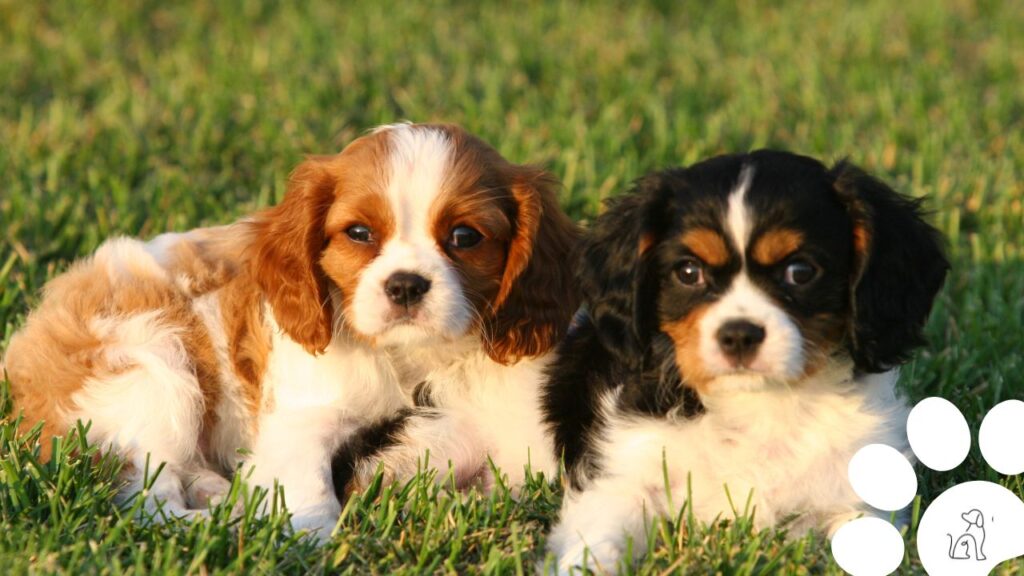 cachorros pequenos para apartamento