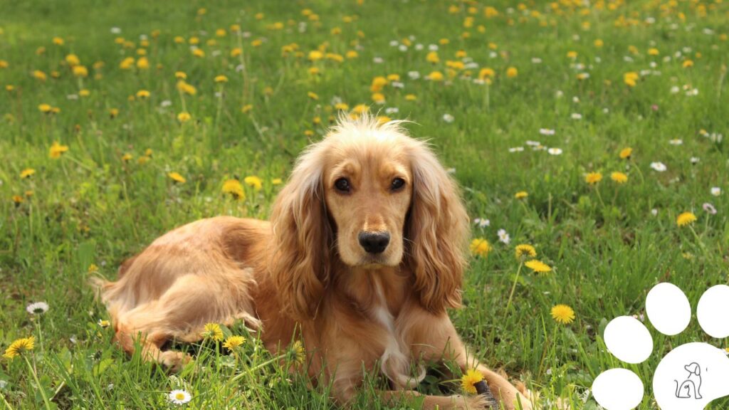 cachorros pequenos para apartamento