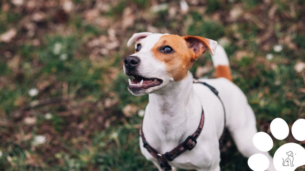 cachorros pequenos para apartamento