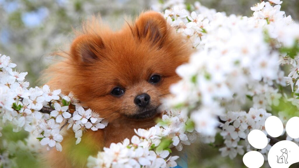 cachorros pequenos para apartamento