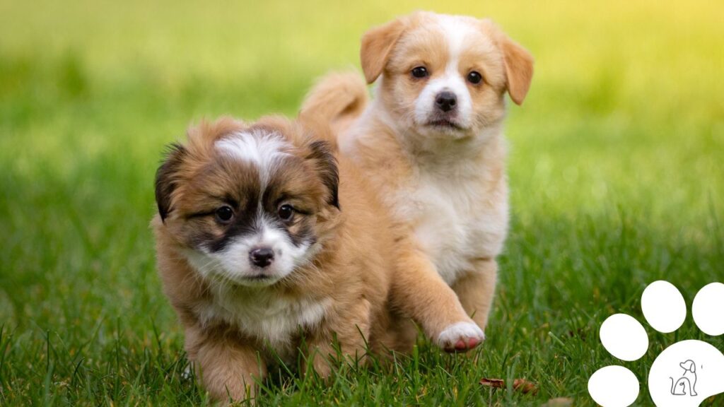 Nomes de cachorros fêmea engraçados