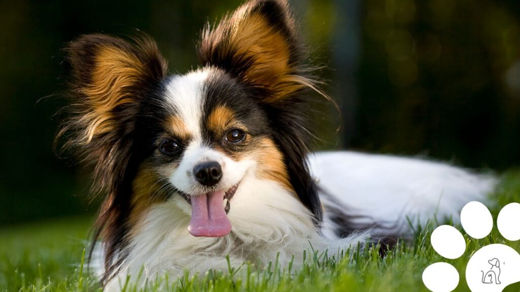 cachorros pequenos para apartamento