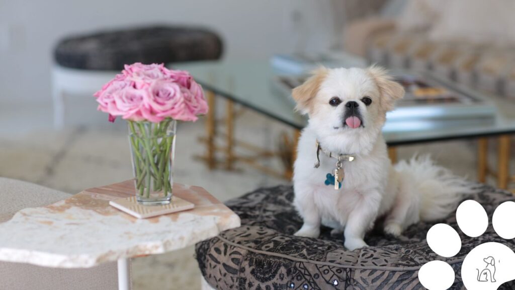 cachorros pequenos para apartamento