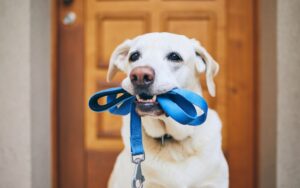 Pode levar cachorro para votar