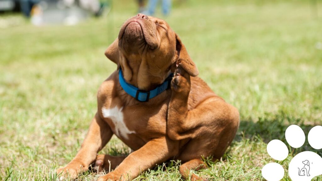 Pulgas e carrapatos em cachorros