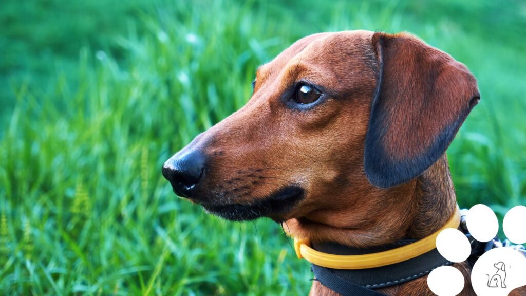 Pulgas e carrapatos em cachorros