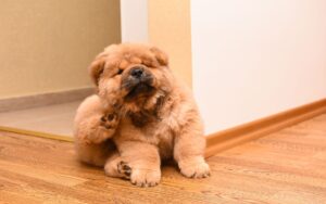 Pulgas e carrapatos em cachorros