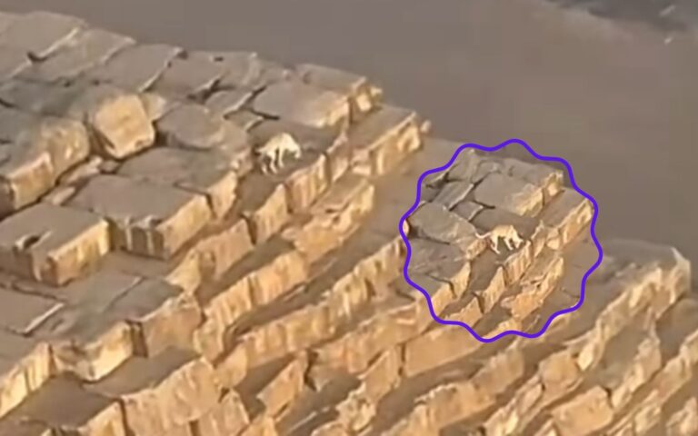 Cachorro em pirâmide no Egito