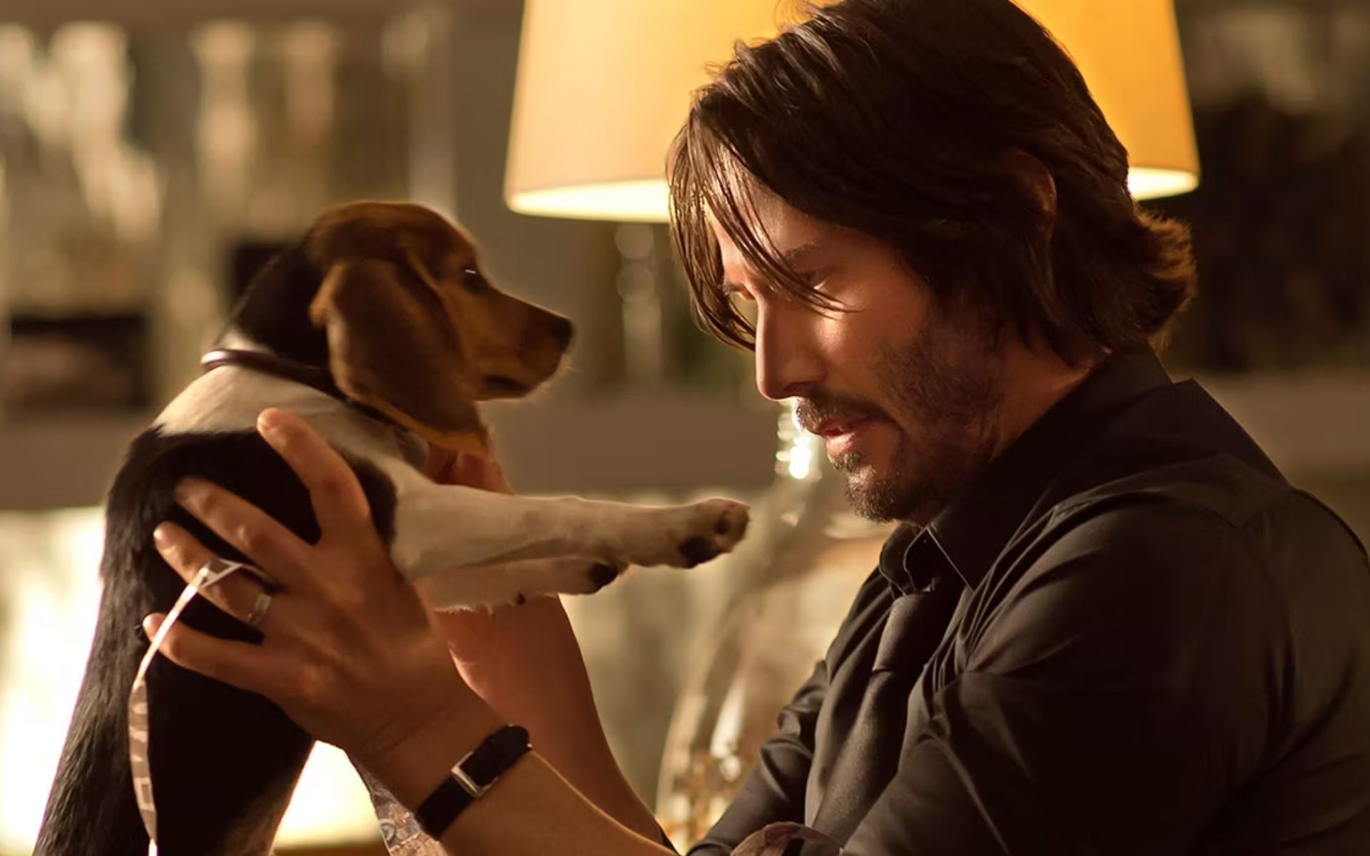 cachorros de john wick