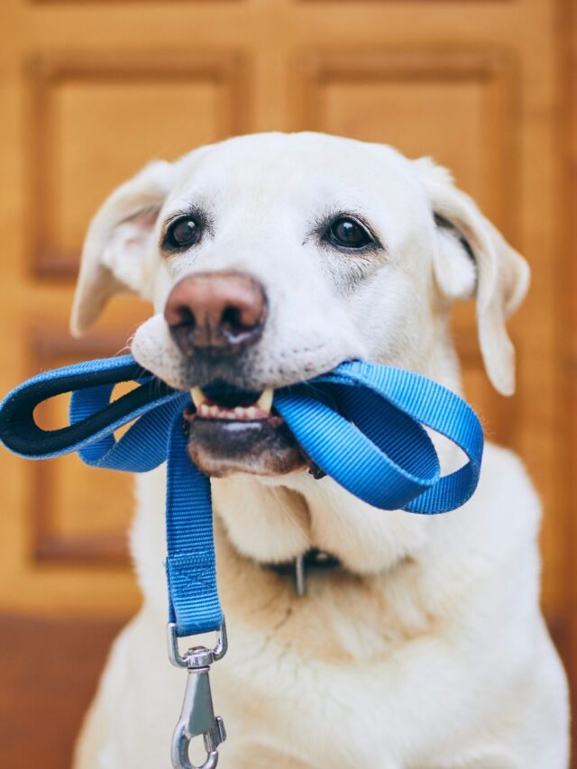 Pode levar cachorro para votar