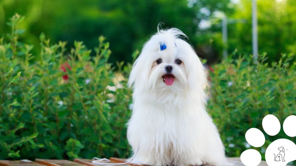 cachorros pequenos para apartamento