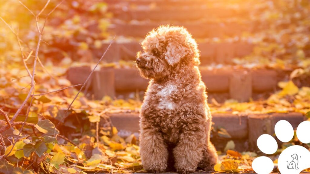 cachorros pequenos para apartamento