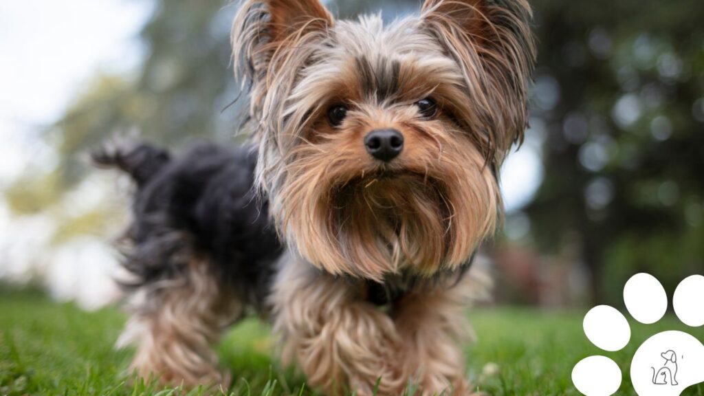 cachorros pequenos para apartamento