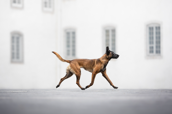 Melhores Fotos de Cachorros de 2024