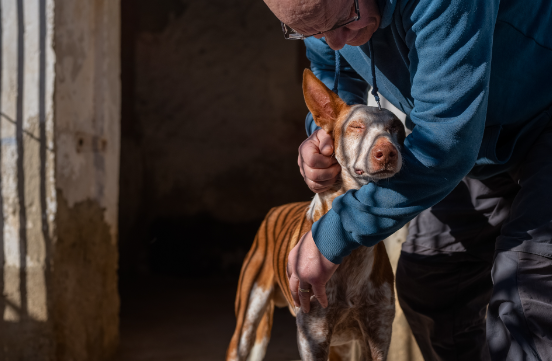 Melhores Fotos de Cachorros de 2024