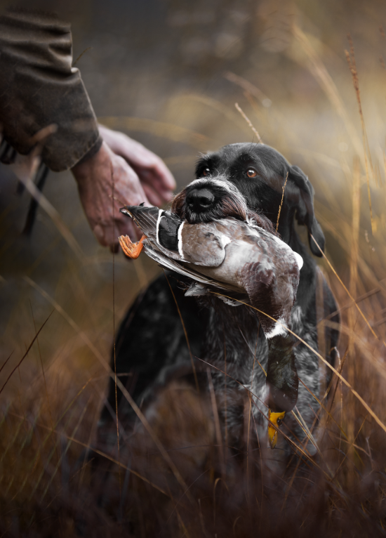 Melhores Fotos de Cachorros de 2024