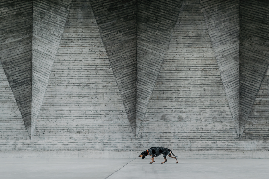 Melhores Fotos de Cachorros de 2024