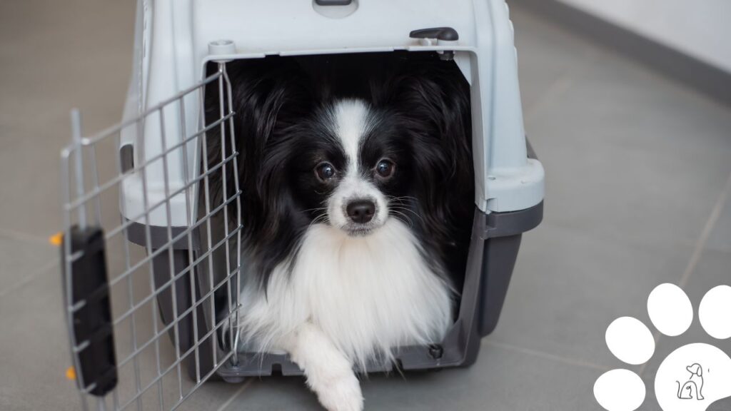 Novas diretrizes para transporte de cachorros em aviões