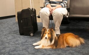 Novas diretrizes para transporte de cachorros em avioes capa