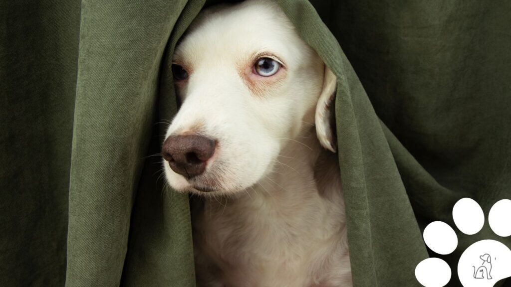 Cachorro com medo de fogos