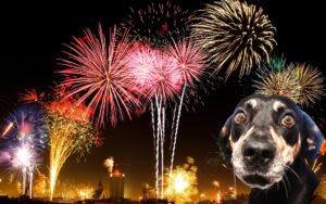 Cachorro com medo de fogos
