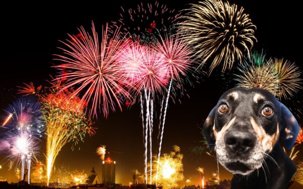 Cachorro com medo de fogos