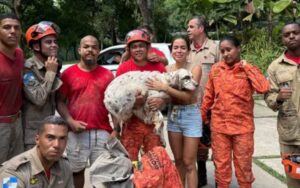 Cachorro da Anitta é resgatado