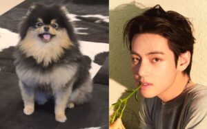 Cachorro do Taehyung