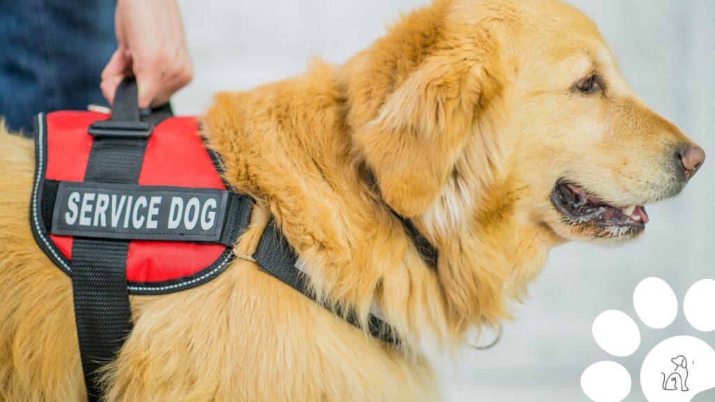 Cães podem detectar câncer